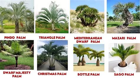different types of palm tree.